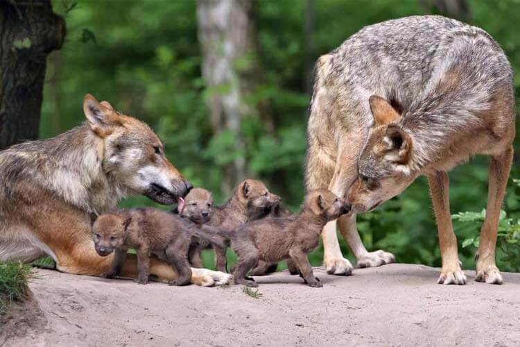 Wildpark - Alte Fasanerie Hanau